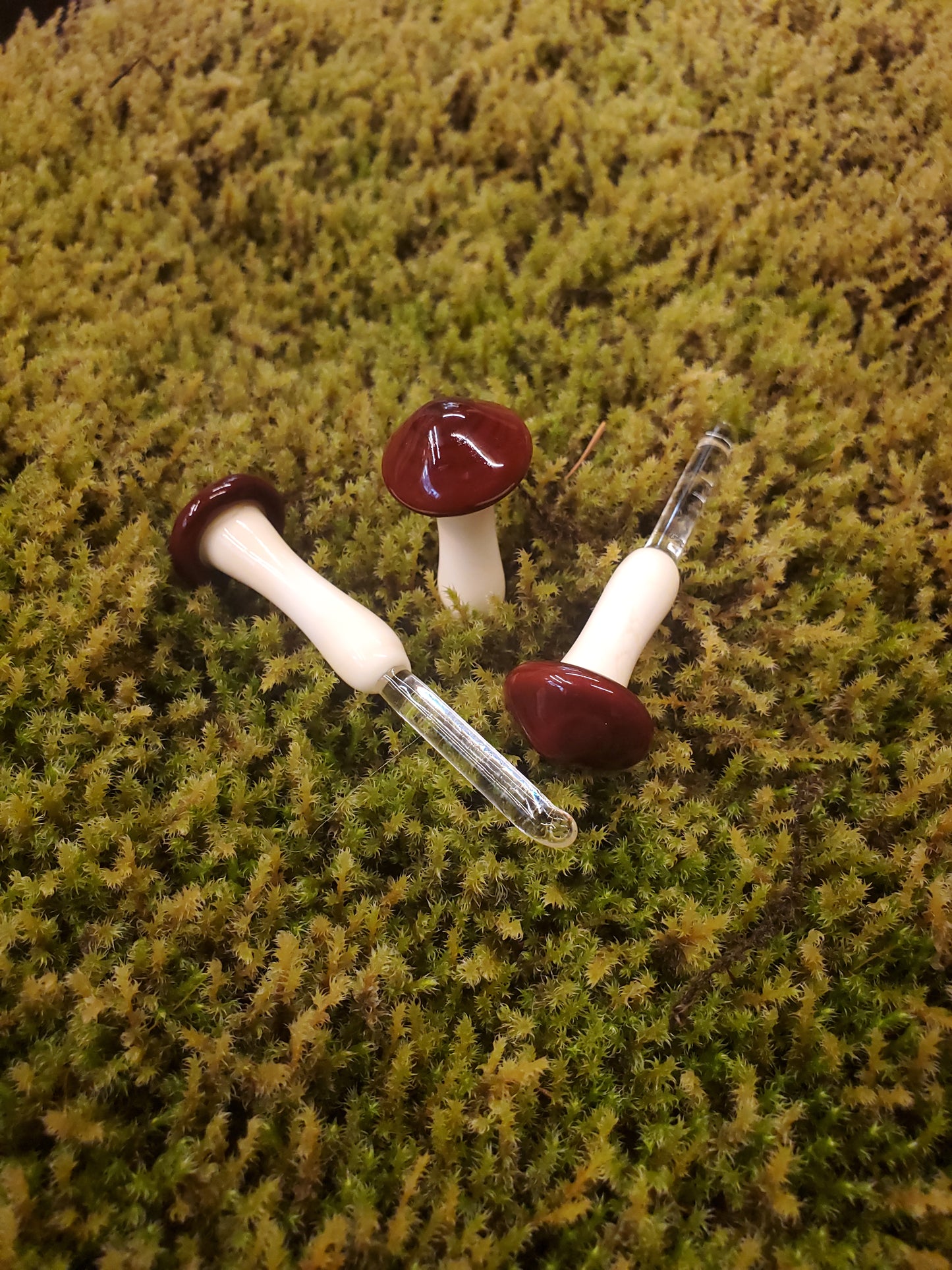 Dark Chestnut with no spots